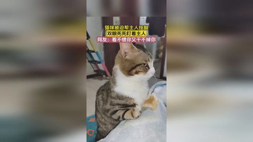 看不惯干不掉表情包猫咪