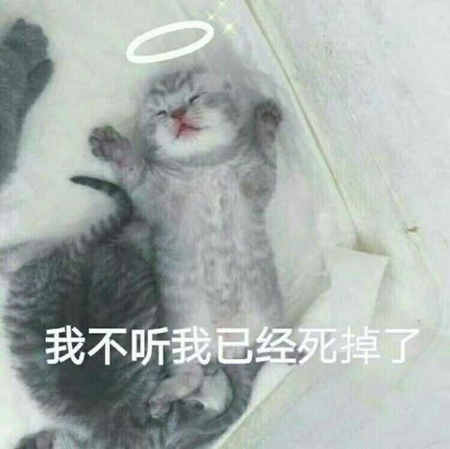 猫咪嘲笑表情包
