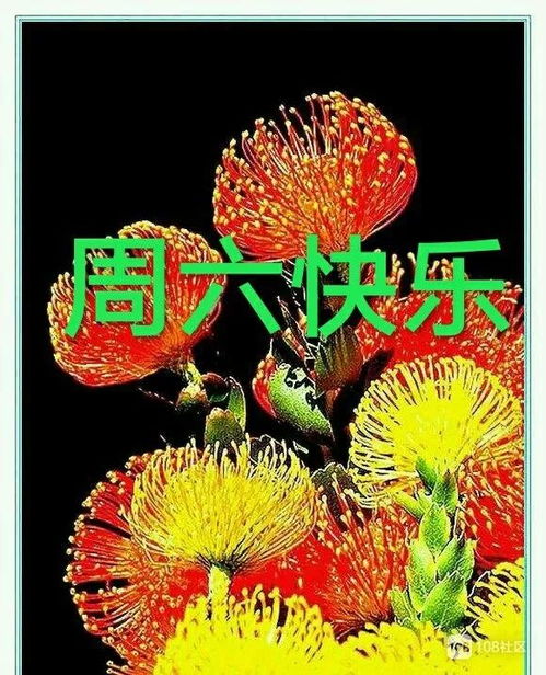 12月21日周六群发早上好问候祝福动态表情图片最美早晨好问候表情动态图片