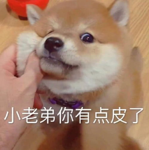 趣味表情包二十九,不太聪明但最可爱