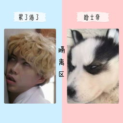 我是大哥大沙雕表情包的对决