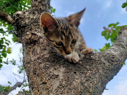 萌猫表情包
