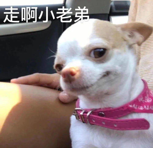 愚蠢的人类表情包吉娃娃
