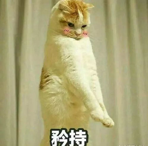 表情包团子猫咪