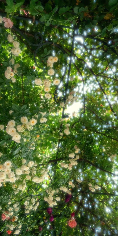 壁纸春天到了看不见外面的花那就把花种在手机上吧