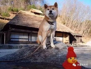 曾用一张笑脸治愈无数人的柴犬北登,谢谢你,望一路走好