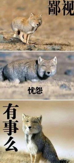 给深爱中国野生动物的你,20个行程盘点生活
