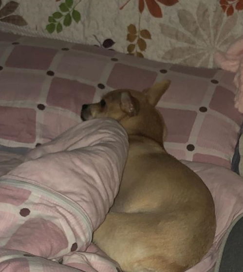 捡回来一只可怜到吃腐食的流浪狗,最后宠成了家里最可爱的妹妹