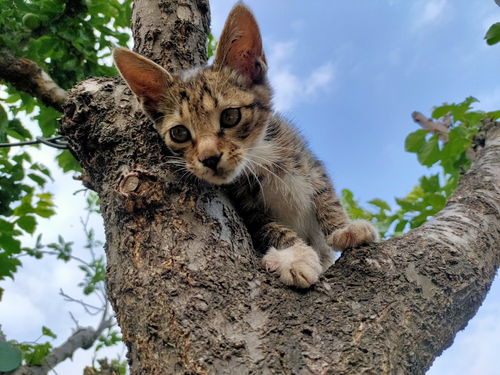 萌猫表情包