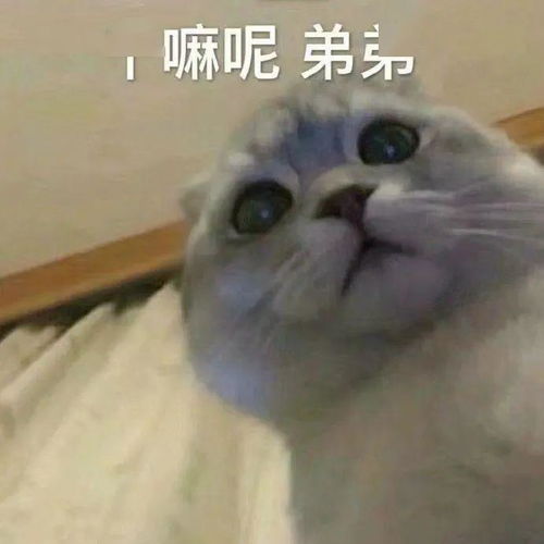 猫说睡什么睡,起来嗨