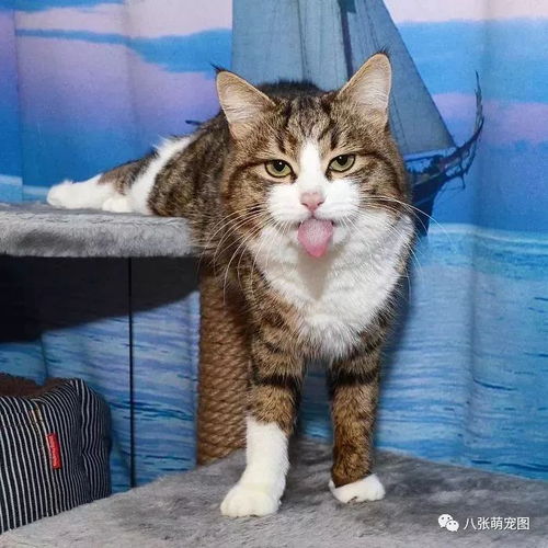 猫咪被虐待致残,却依旧乐观积极,用表情包逗乐无数人