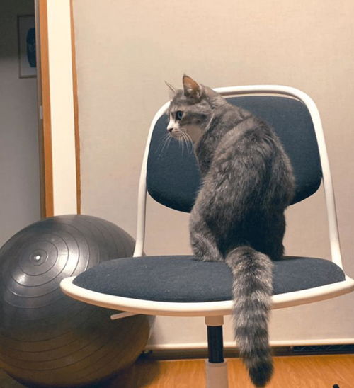 猫咪不要主人坐新买的椅子,它推主人时的表情太搞笑了,要成精了