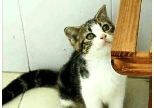 猫咪发现私藏的小鱼干没了,随后的一个表情,让主人笑的直不腰