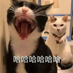 可爱小猫表情包无字版在下面