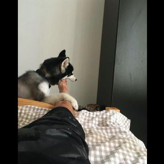 主任跟二哈玩耍时,二哈咬了一口主人的脚,这表情让人笑喷了