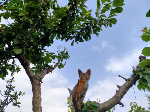 萌猫表情包
