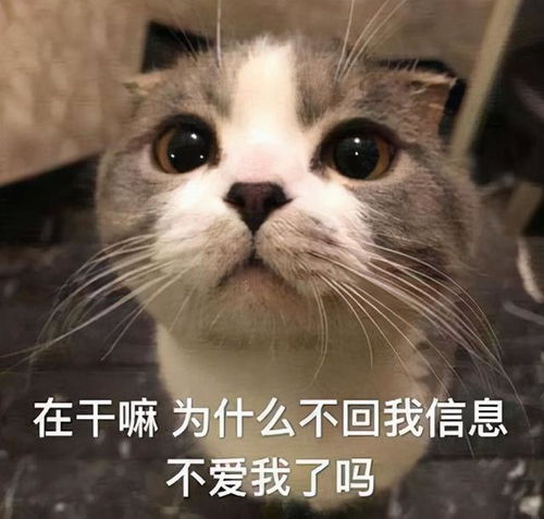 靠的表情包猫咪