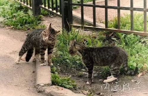 两只猫抱一起表情包一只猫
