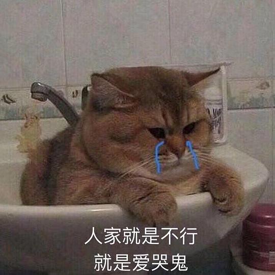 玫瑰沾白糖的相册天使猫猫的表情包