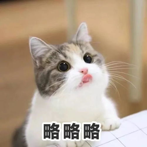 来澳读高中,这些问题你得先想清楚