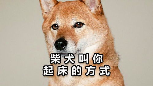 起床了表情图柴犬