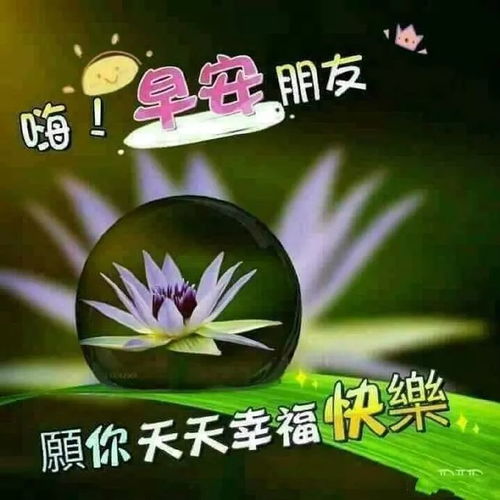 漂亮好看的早上好动态美图鲜花带字,早晨好幸福暖心的问候表情图片