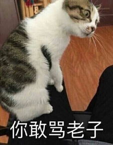 你敢骂老子聊天斗图必备表情包斗图表情