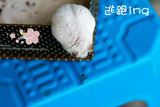 可爱小仓鼠会放电