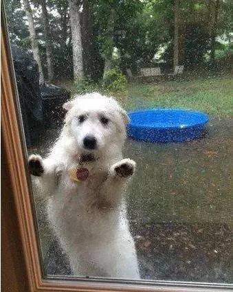 汪星人有多讨厌下雨看他们的表情就知道啦...