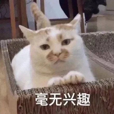 表情包怂又不服气的眼神