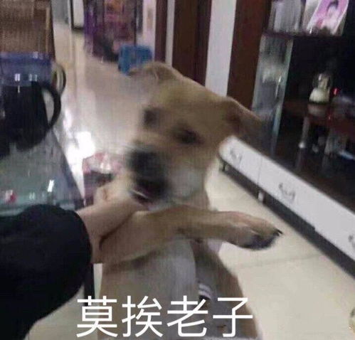 女孩在聊天的时候,多次发我喜欢你的表情包说明什么