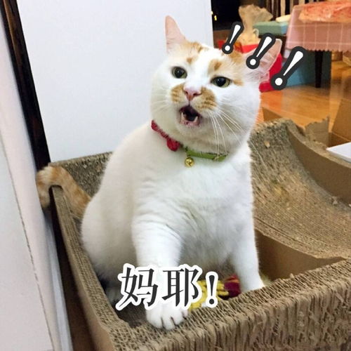 哪一个瞬间,让你觉得猫咪越养越像个人了