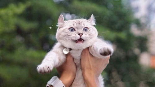 主人抱着猫咪出门遛遛,猫咪看见了喵妹妹,表情瞬间大变