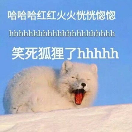 狐狸舞表情包狐狸