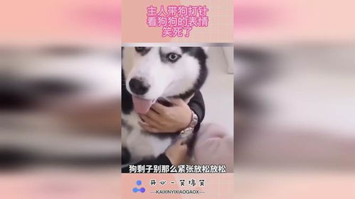 主人带狗打针,看狗狗的表情,笑死了