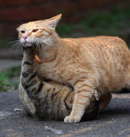 厉害了我的橘猫橘猫你知道我的食量,却不知道我的吨位