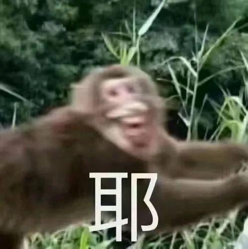 今年最可爱顶流,被00后拿来阴阳怪气