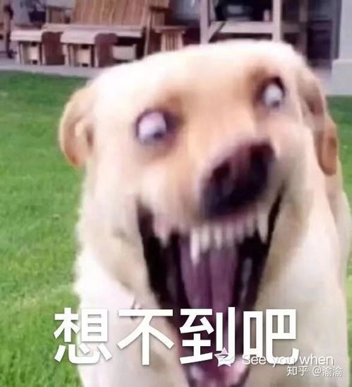 护士打针表情包狗子