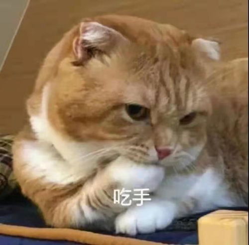 可爱表情包爱意偶尔动人