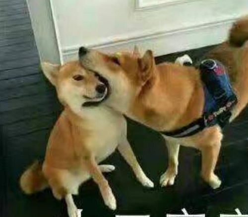 千万不要对狗竖中指,柴犬会恼怒变成钻头,哈士奇会说唱