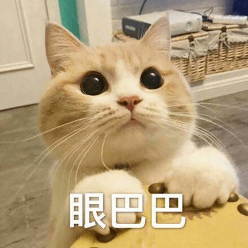 猫咪来教你如何跟男朋友撒娇