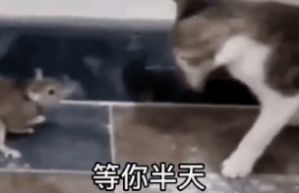 等你半天你也只回了恩动图下载等你半天你也只回了个恩我也想秒回你可你让我说什么表情包动图高清抖音版下载v1.0嗨客手机站