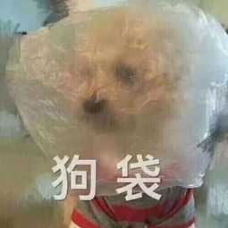 笑出猪哼这一届的外卖小哥也太太太太优秀了吧