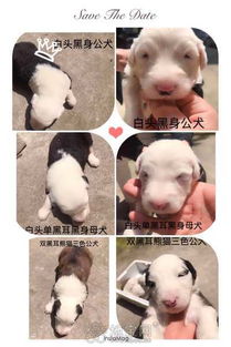 出售稀有红古牧,刚满月,包纯种包健康