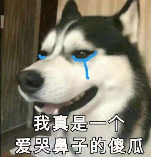 起床了表情包搞笑图片幽默笑话