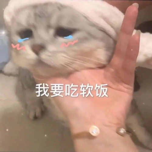 幽默搞笑表情包脱单指南,快来看看