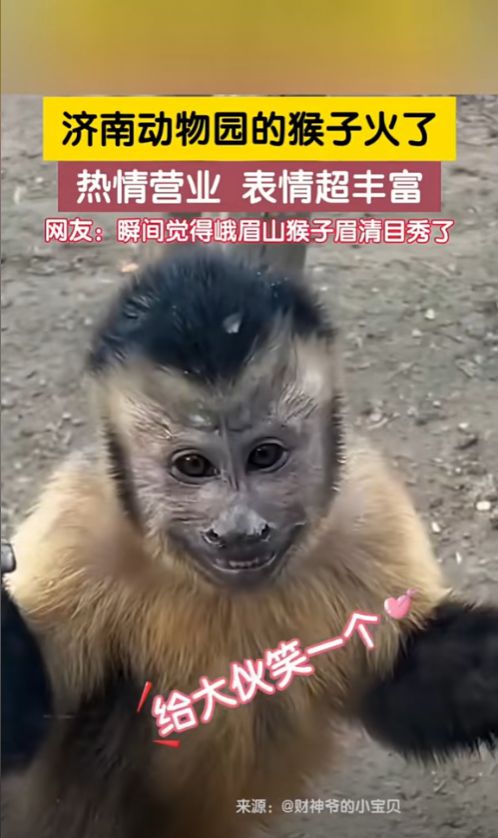 笑不活了济南动物园的猴子表情管理超强,网友它们好像牛爷爷
