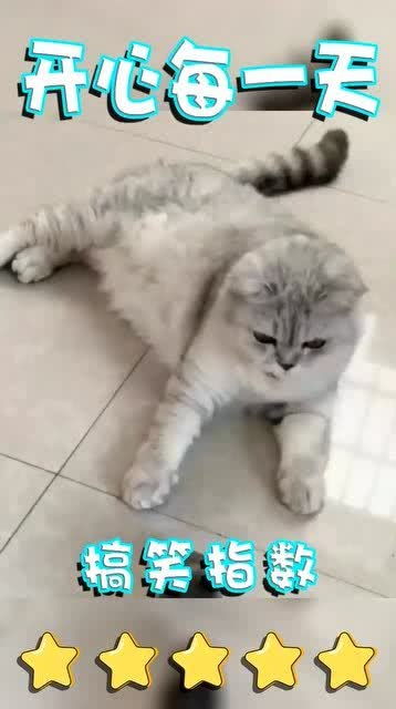 你看到猫咪,是什么表情了
