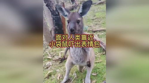 面对人类靠近,小袋鼠吓出表情包