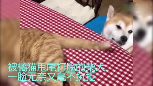 橘猫和柴犬醒着是大型虐狗现场睡着也要继续发糖